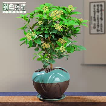 祺典桂花盆栽室内带花盆景四季桂客厅浓香型开花绿植净化空气花卉植物桂花 天青658 圆托盘 图片价格品牌报价 京东