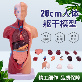 人体躯干模型价格报价行情- 京东