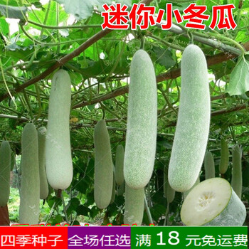 盆栽爬藤蔬菜种子夏季高产迷你小冬瓜种籽节瓜种孑四季农家菜籽5克原装约0粒 图片价格品牌报价 京东
