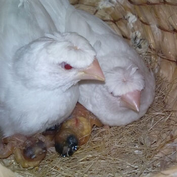 活体鸟手养鸟宠物鸟七彩文鸟十姐妹鸟珍珠鸟绿背 金背 蓝背 白红眼十