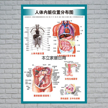 人体内脏解剖示意图医学宣传挂图人体器官心脏结构图医院海报人体内脏