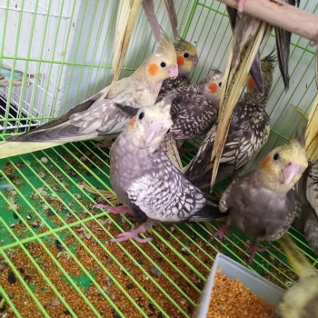 麥叮卡 牡丹鸚鵡鳥活體可訓練說話玄鳳鸚鵡鳥活體虎皮活體幼鳥寵物鳥