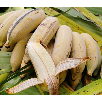 广西新鲜西贡蕉进贡蕉饱满蕉净斤云南西贡蕉大米蕉香甜粉糯4500g 4