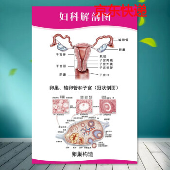 可定製醫院診所海報掛圖人體器官貼紙女性生殖器結構圖解婦科器官解剖