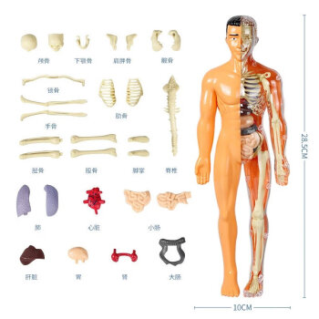 人体解剖模型价格报价行情- 京东