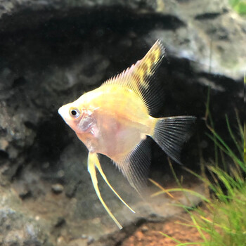 神仙鱼活体小型七彩神仙鱼活体三色燕鱼白神仙鱼斑马燕鱼2条金头钻石