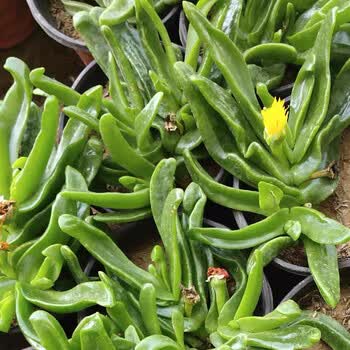 麦桑荷佛手托金多肉阳台盆栽四季开花防辐射好养易爆头佛手掌托金肉肉