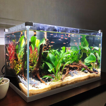 森森水草缸超白玻璃鱼缸客厅小型生态水族箱中型桌面金鱼缸金晶超白玻璃hek 600加宽裸缸 带底膜 图片价格品牌报价 京东