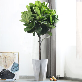 琴叶榕盆栽室内好养网红绿植办公室北欧大型植物客厅落地大叶盆景 琴