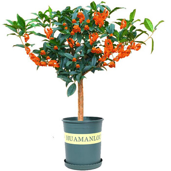 桂花树苗盆栽流苏嫁接四季桂丹桂金桂树苗室内家居庭院美观观花植物状元红3年苗0 5cm粗 图片价格品牌报价 京东