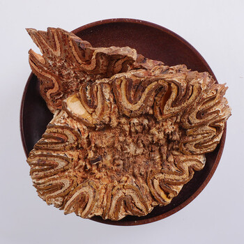 龙骨风50g-1000克中药材飞天擒罗飞天蠄蟧大贯众 50g