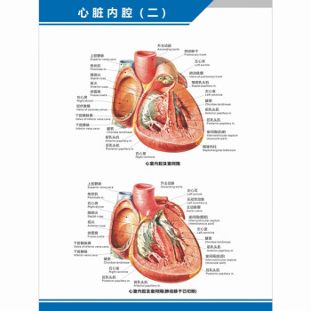 醫院科室掛圖心臟解剖圖結構圖構造圖示意圖心血管內科中英文醫院科室