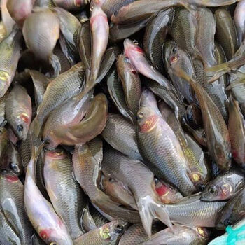 荷花鲤淡水养殖食用稻田鱼好养耐活鲫鱼苗 禾花鲤2-3厘米3条不包死活