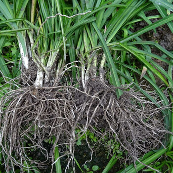 贵州云南野韭菜根苗石韭菜根苤菜特大号韭菜根大宽叶韭根花卉绿植 石