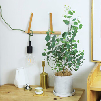 尤加利苹果桉 银叶桉树 盆栽 桌面客厅绿植 驱蚊虫植物 尤加利大水泥