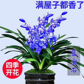 蘭花草 蘭花草- Yin Shia: Song Lyrics, Music Videos & Concerts