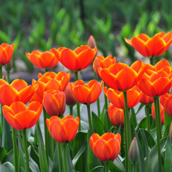 哆啦园艺盆栽球根荷兰郁金香种球室内桌面盆栽绿植土培风信子花卉宝石 图片价格品牌报价 京东