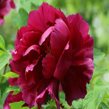 带芽发货牡丹花苗耐寒花卉耐冻好养直销盆栽地栽牡丹苗 18 墨紫 六年