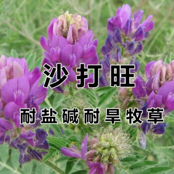 沙打旺种子 多年生牧草 绿肥草 护坡草 耐寒耐旱耐盐碱进口种子 【沙打旺种子】一斤