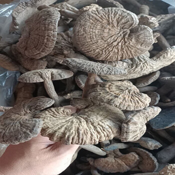 血灵芝云南深山野生乌香灵芝皱盖灵芝长颈灵芝 1000g