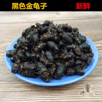 欧园侠瞎撞子黑色金龟子瞎碰金龟子瞎创子新鲜冷冻发货食用昆虫 五斤