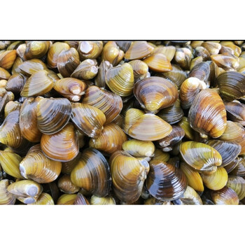 淡水贻贝价格报价行情 京东