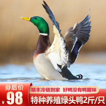洪湖食客 新鲜绿头鸭 老鸭 活体现杀 整只2斤 绿头鸭 1只