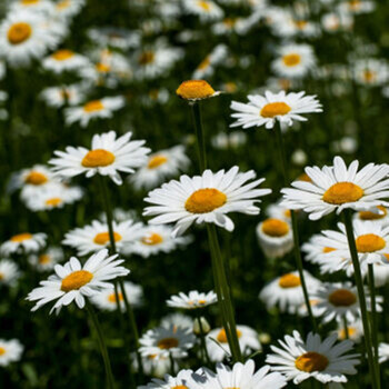 顶研dbj 顶研大滨菊西洋滨菊种子多年生宿根花卉花种子四季易活耐寒景观花籽 行情报价价格评测 京东