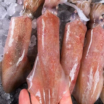 七月的海 深海捕捞笔管鱿鱼鲜活大管水晶活冻新鲜红鱿鱼 超大笔管鱿鱼