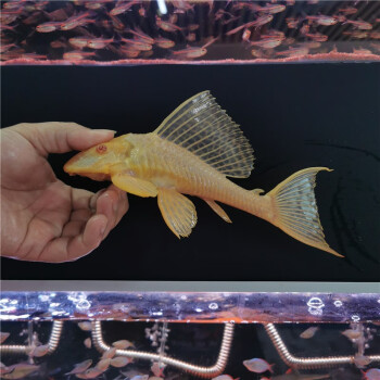 魚清潔工具魚清道夫冷水魚吃糞便垃圾草缸欣錦寵68cm紅眼女王大帆1條