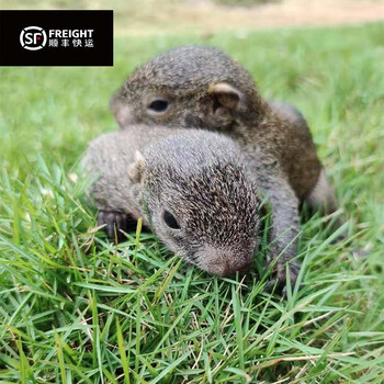 松鼠白化黄化变异松鼠 红腹 5天未断奶