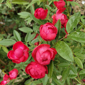四季红木香花苗庭院阳台当年开花爬藤植物盆栽地栽攀援花卉苗木红木香
