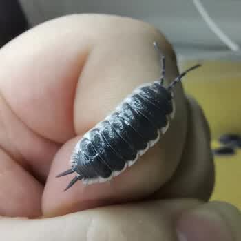 昆虫爬宠学生物实验观察 塞维利亚(瓜子)5只亚成-成体