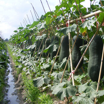 蔬菜苗 西瓜苗 辣椒苗 阳台盆栽种苗 西红柿苗 茄子苗 苦瓜苗 黄瓜苗