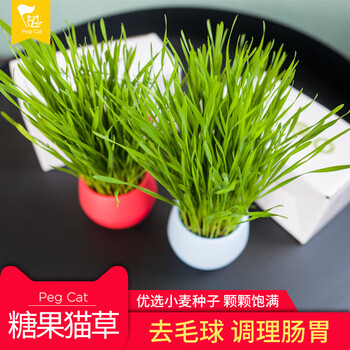 猫草碗种子培养土套装猫草盆种籽小麦种植可种4次猫草营养猫草猫零食颜色随机 图片价格品牌报价 京东