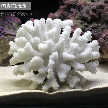 白珊瑚天然排行- 京东
