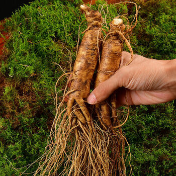 10年大人参长白山鲜人参特大泡酒人参带土先挖东北特产大马佐恩2支总