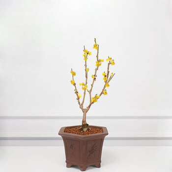 深夜花园浓香型腊梅花树苗盆栽 深夜花园浓香型腊梅花树苗盆栽素心腊梅盆景桩室内外种植庭院耐寒植物腊梅小苗 行情报价价格评测 京东