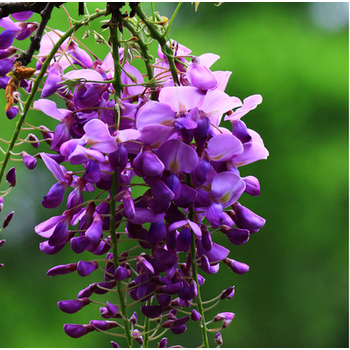 紫藤花苗多花紫藤树苗盆栽地栽紫藤苗庭院爬藤植物绿化苗紫藤树紫玉藤