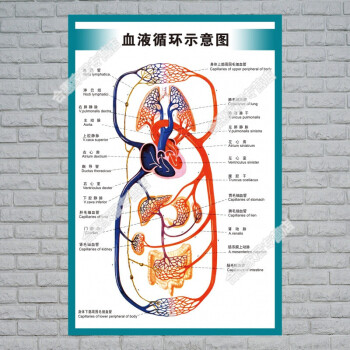 人體器官心臟結構圖醫院海報血液循環示意圖4060cm24寸pp膠撕開即貼