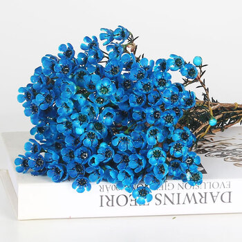 蓝色平头腊梅 配保鲜剂 不含盆