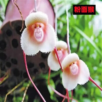 耐寒植物猴面小龙兰球根兰花冬季花卉猴头兰四季开花阳台绿植盆栽 粉