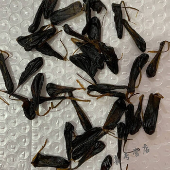 北京同仁堂原料蛇胆蛇胆干胆新鲜蛇胆中药材蛇胆粉中药材店铺中草药