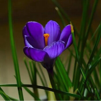 御春阁藏红花种球番红花食用耐寒花卉种子冬季西红花苗球根植物盆栽纪念品番红花5棵 图片价格品牌报价 京东 御春阁藏红花种球番红花食用耐寒花卉种子冬季西红花苗球根植物盆栽纪念品番红花5棵 图片价格品牌报价 京东