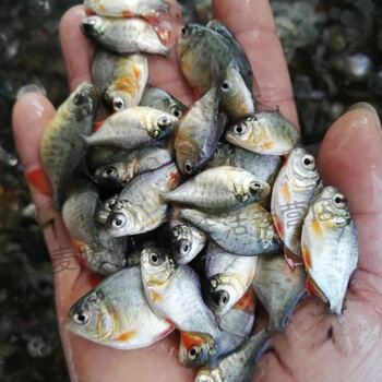 淡水红鲳鱼苗白鲳鱼苗食人鲳小型热带鱼凶猛鱼鲳鱼观赏鱼45公分100条