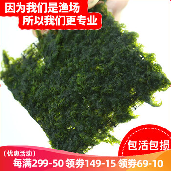 云峰海瑞鱼缸水草前景莫丝莫斯水草水族箱造景套餐水草活体草缸造景装饰水族鱼缸造景迷你美凤5 5 别具风格的小凤凰羽毛 图片价格品牌报价 京东