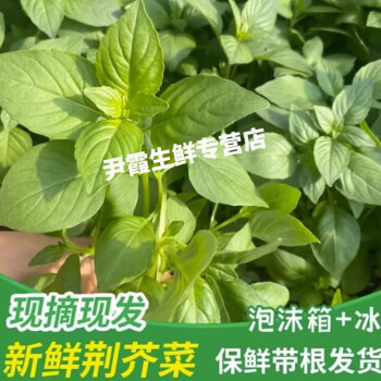 河南大葉荊芥菜新鮮當天現摘現發荊菜大葉農家自種蔬菜整箱2斤裝現拔