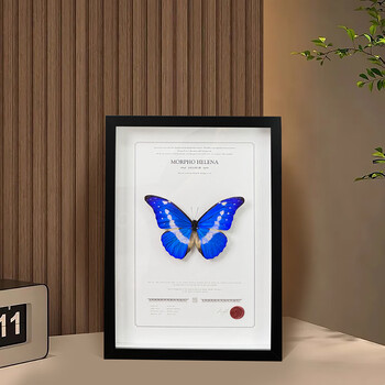 蝶画 蓝闪蝶 蓝闪蝶（昆虫纲动物）_百科TA说