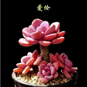 柠八碧光环小兔子南非生石花混屁屁混熊童子雪莲多肉植物种子桃蛋艾伦精装60粒默认1 图片价格品牌报价 京东