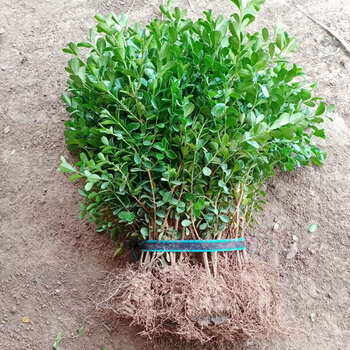 金边黄杨苗 黄杨树苗20-30厘米500棵 20cm(含)-30cm(不含)【图片 价格